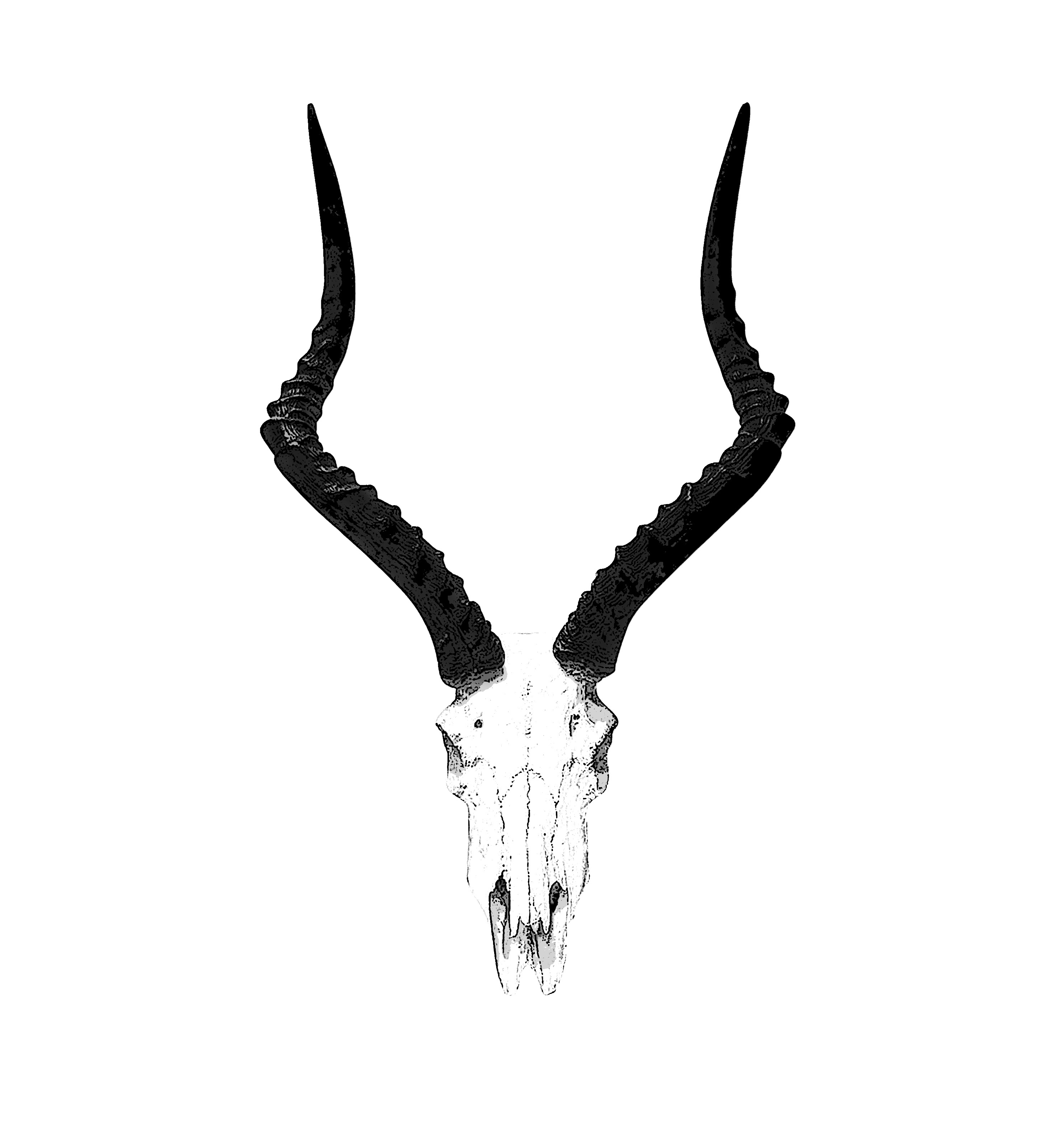 Casa Impala impala skull emblem